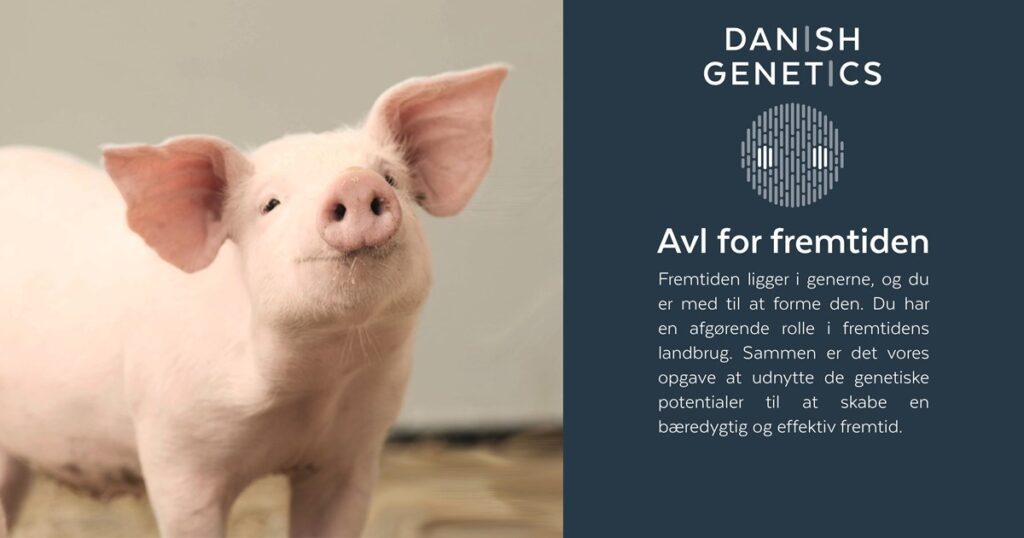 pig