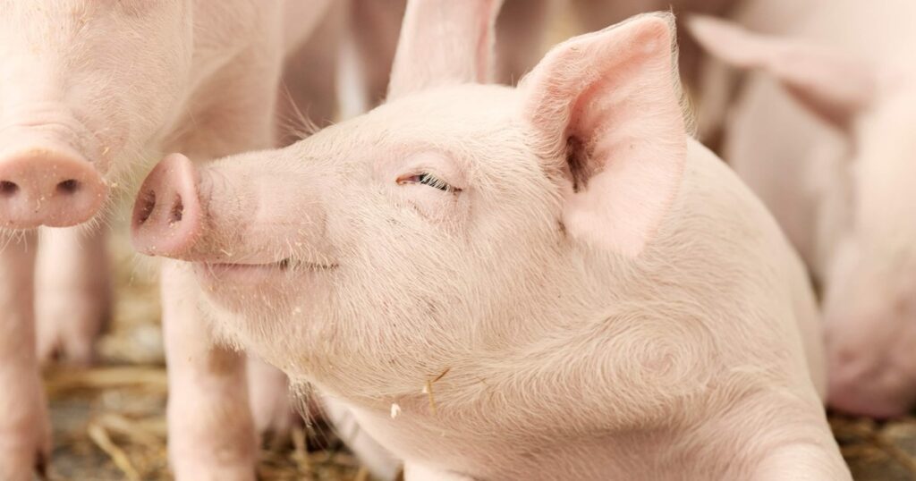 pig1