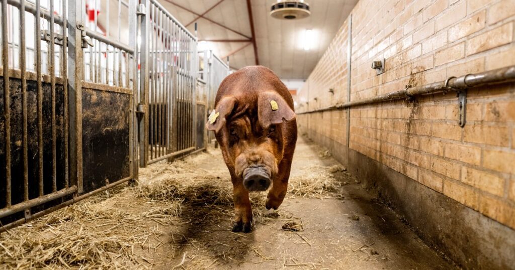 pig3