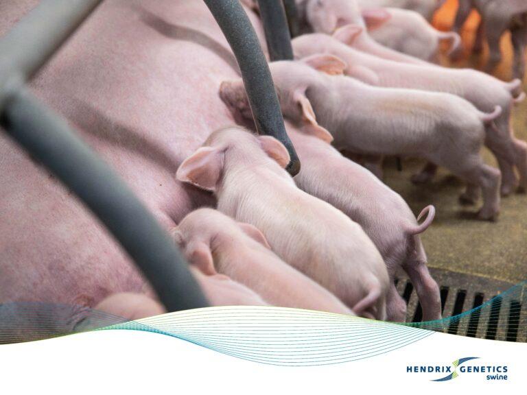 FRAMES_800X600_HG_SWINE_0425 (1)_Page_01