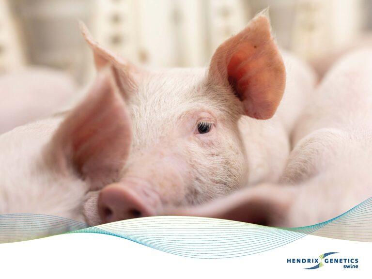 FRAMES_800X600_HG_SWINE_0425 (1)_Page_02