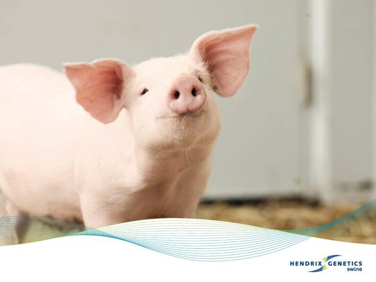 FRAMES_800X600_HG_SWINE_0425 (1)_Page_04