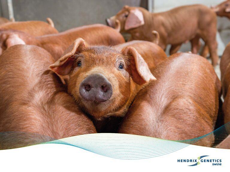 FRAMES_800X600_HG_SWINE_0425 (1)_Page_07