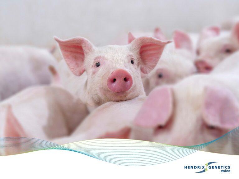 FRAMES_800X600_HG_SWINE_0425 (1)_Page_08