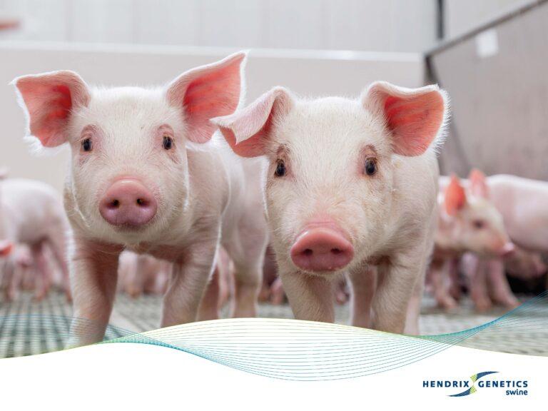 FRAMES_800X600_HG_SWINE_0425 (1)_Page_10