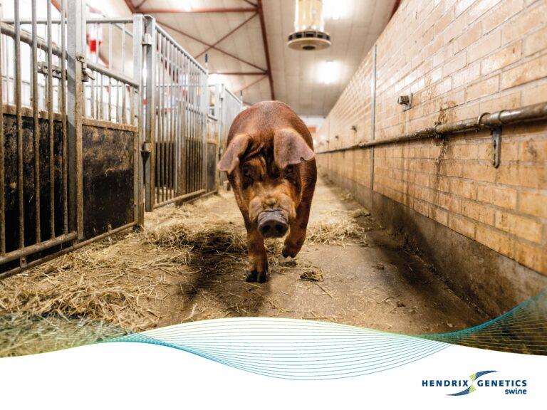 FRAMES_800X600_HG_SWINE_0425 (1)_Page_11