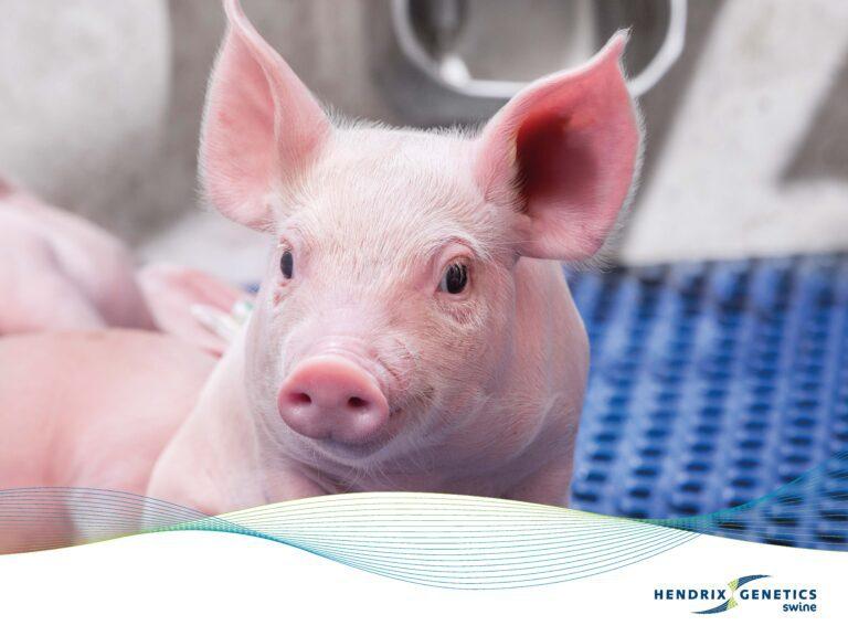 FRAMES_800X600_HG_SWINE_0425 (1)_Page_13